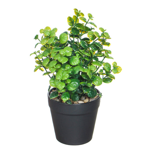 Black Pot With Green Leaves